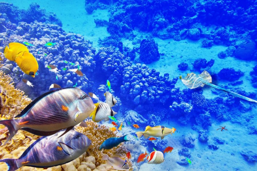 Egyptian Maldives